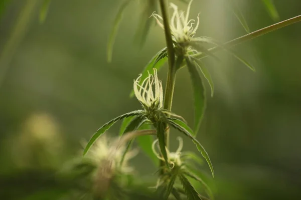 Marijuana Blomma Blommar Medicinsk Cannabis Anläggningen — Stockfoto