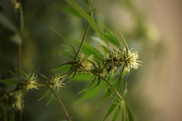 Maconha Flor Florescendo Planta Cannabis Medicinal — Fotografia de Stock