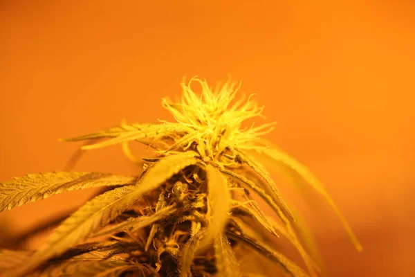 Marihuána Virág Virágzó Orvosi Kannabisz Növény — Stock Fotó