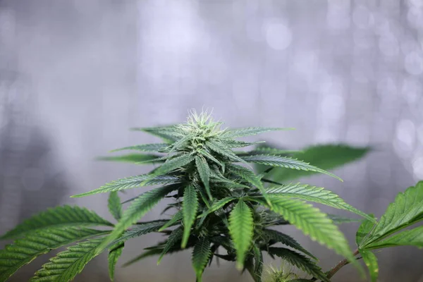 Maconha Flor Florescendo Planta Cannabis Medicinal — Fotografia de Stock