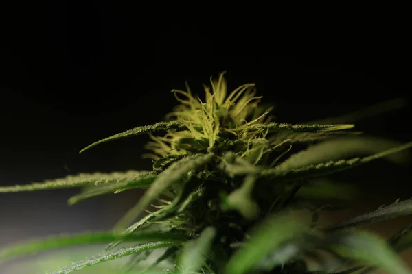 Bloem Van Marihuana Medische Wietplant Bloei — Stockfoto