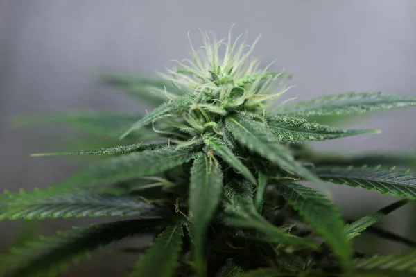 Bloem Van Marihuana Medische Wietplant Bloei — Stockfoto