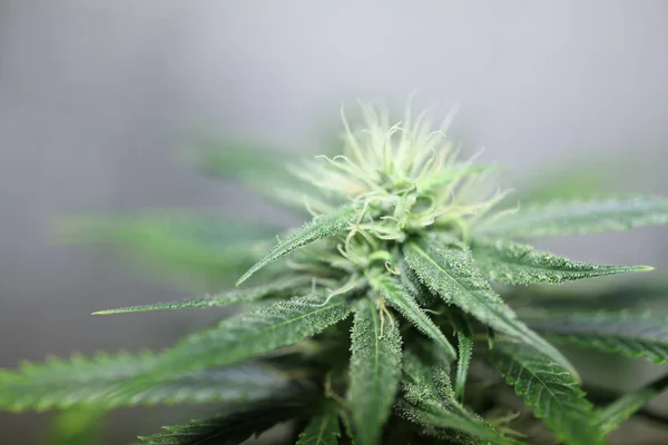 marihuana tıbbi esrar bitki çiçek açan çiçek