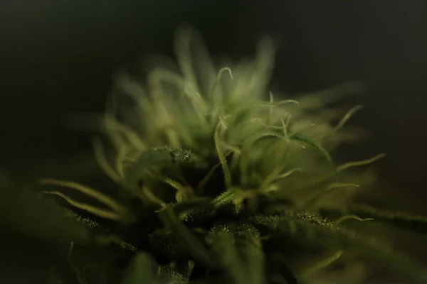 Marijuana Fleur Floraison Médical Cannabis Plante — Photo