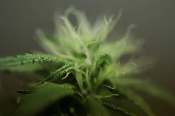 Bloem Van Marihuana Medische Wietplant Bloei — Stockfoto