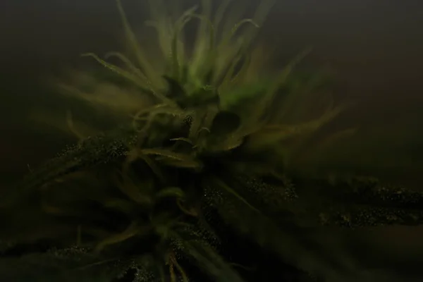 大麻花盛开药用大麻植物 — 图库照片