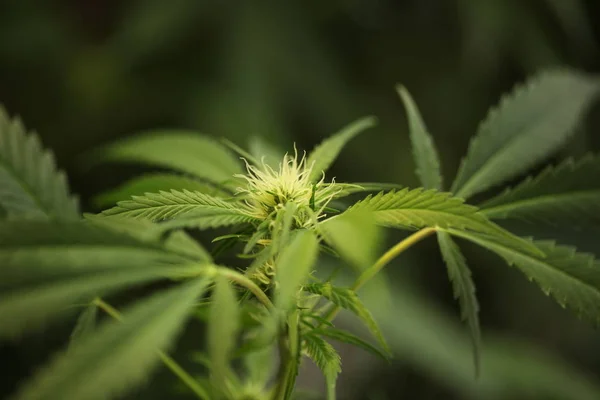 Planta Cannabis Medicinal Florescente — Fotografia de Stock