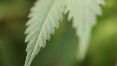 tıbbi esrar bitki yakın çekim