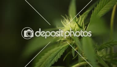 tıbbi esrar bitki yakın çekim