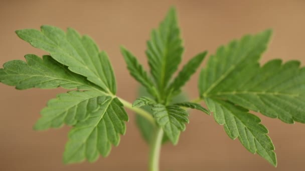 Planta Cannabis Medicinal Close — Vídeo de Stock