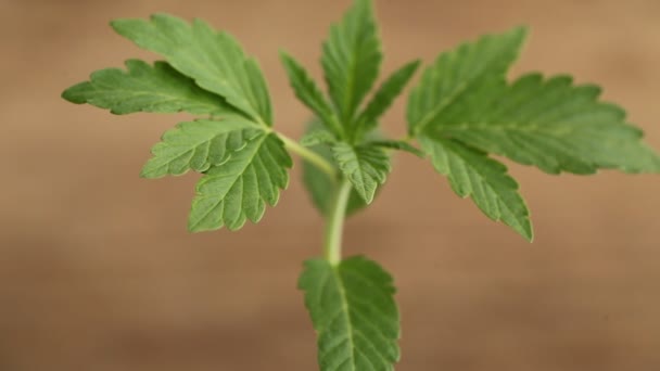 Medizinische Cannabispflanze Aus Nächster Nähe — Stockvideo