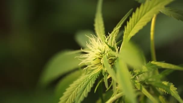 Pianta Cannabis Medica Vicino — Video Stock