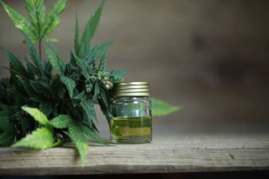 Kenevir yağı cbd kenevir 