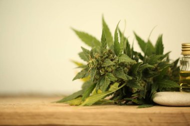 Kenevir yağı cbd kenevir 