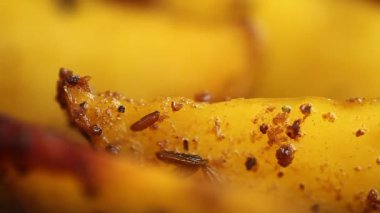 ghee baharat adet patates kızarmış