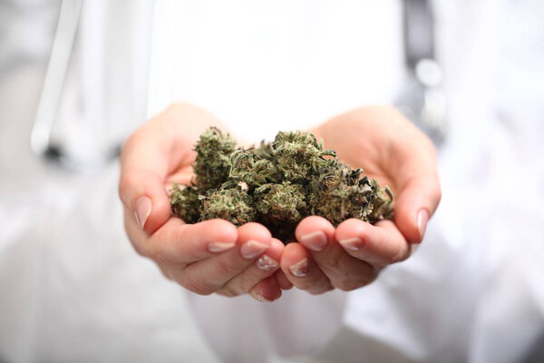 medical marijuana in the hand of a doctor. cannabis alternative medicine