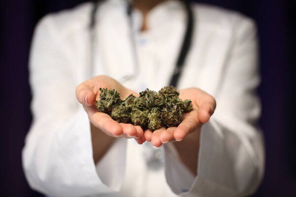 medical marijuana in the hand of a doctor. cannabis alternative medicine