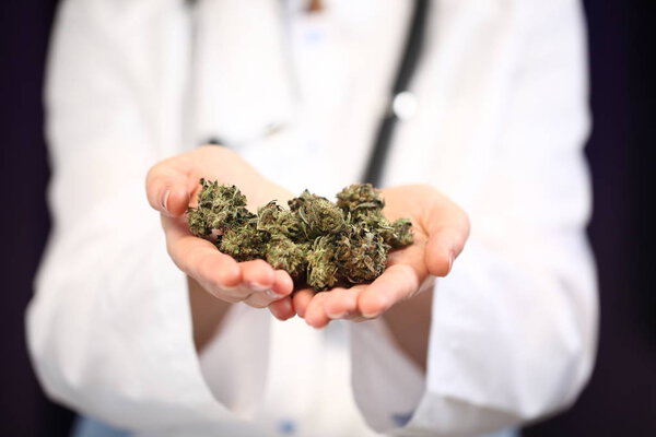 medical marijuana in the hand of a doctor. cannabis alternative medicine