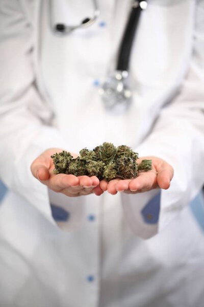 medical marijuana in the hand of a doctor. cannabis alternative medicine
