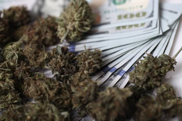 Conceito Negócio Cannabis Marijuana Medicinal Dinheiro — Fotografia de Stock