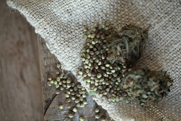 esrar iş kavramı. Tıbbi esrar ve para