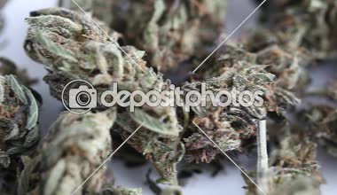 marihuana tıbbi rekreasyon kenevir yağı cbd