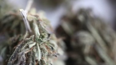marihuana tıbbi rekreasyon kenevir yağı cbd