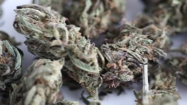Marihuana Tıbbi Rekreasyon Kenevir Yağı Cbd — Stok video