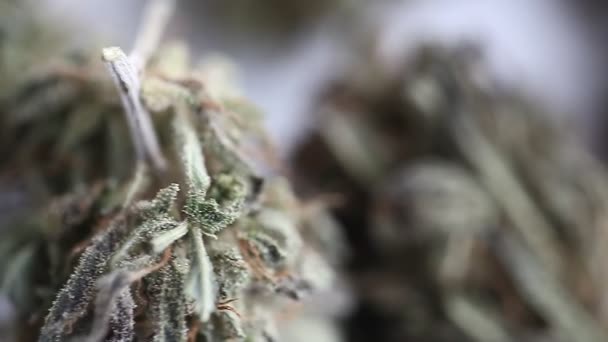 Maconha Recreação Médica Óleo Cannabis Cbd — Vídeo de Stock