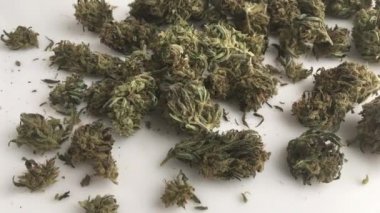 video tıbbi esrar esrar cbd ürün tablo. sativa Durban açık havada organik büyümeye
