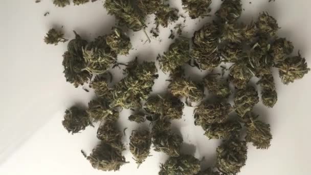 Video Lékařské Konopí Marihuana Cbd Výrobku Tabulce Durban Sativa Venku — Stock video