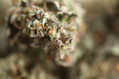 esrar iş kavramı. Tıbbi esrar