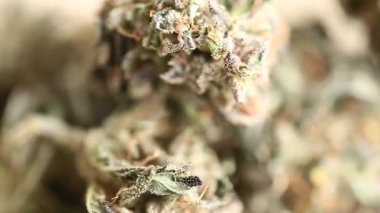 marihuana tıbbi rekreasyon kenevir yağı cbd