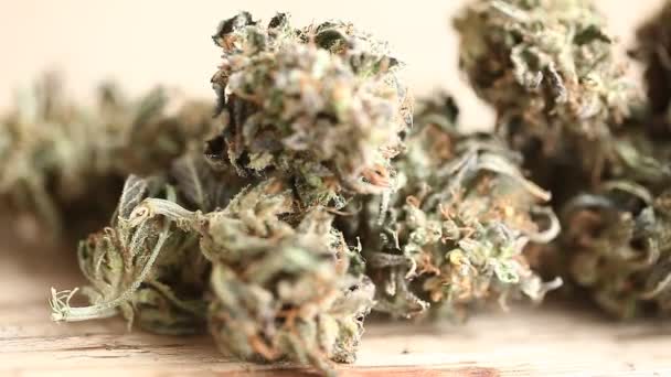 Marihuana Medicinal Recreación Cannabis Aceite Cbd — Vídeo de stock
