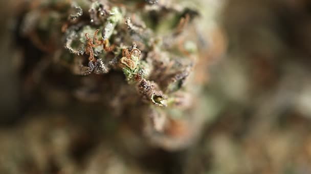 Marihuana Medicinal Recreación Cannabis Aceite Cbd — Vídeo de stock