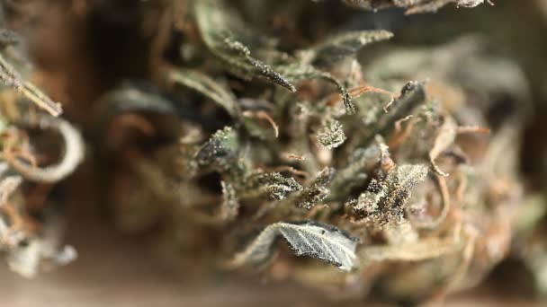 Marihuana Medische Recreatie Cannabis Olie Cbd — Stockvideo