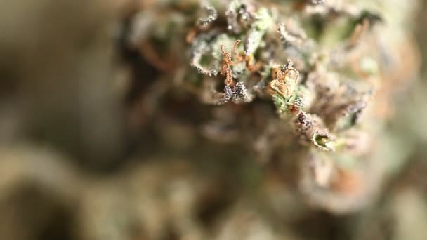 Marijuana Medicinska Rekreation Cannabis Olja Cbd — Stockvideo