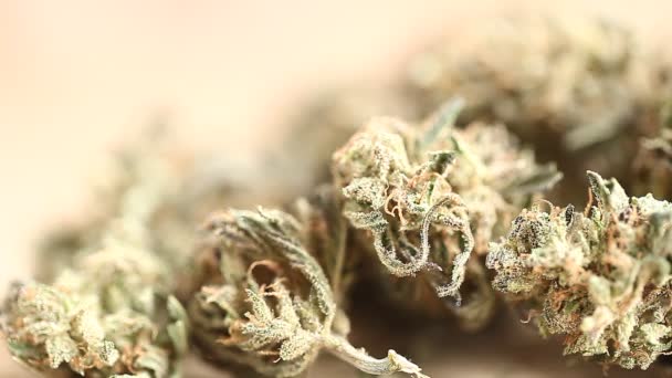 Marijuana Medicinska Rekreation Cannabis Olja Cbd — Stockvideo