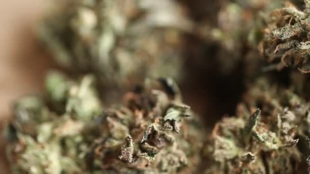 Conceito Negócio Cannabis Sementes Maconha Medicinal Óleo Cbd — Vídeo de Stock