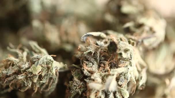 Cannabis Bedrijfsconcept Medische Marihuana Cbd Olie Zaden — Stockvideo