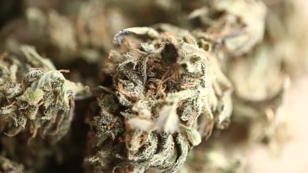 Concepto Negocio Cannabis Marihuana Medicinal Semillas Aceite Cbd — Vídeo de stock