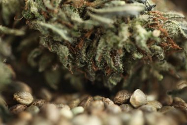 esrar iş kavramı. Tıbbi marihuana ve cbd tohum petrol