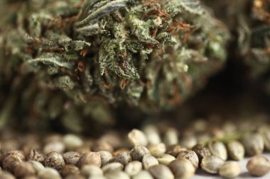 esrar iş kavramı. Tıbbi marihuana ve cbd tohum petrol