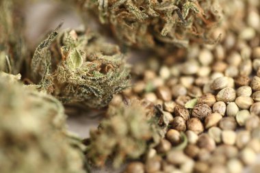 esrar iş kavramı. Tıbbi marihuana ve cbd tohum petrol