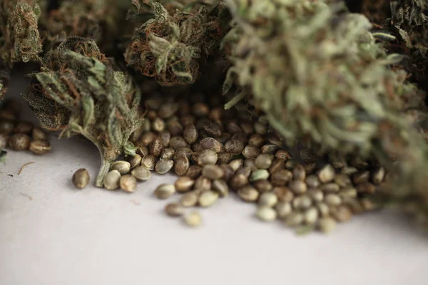 Concept Entreprise Cannabis Graines Médicinales Marijuana Huile Cbd — Photo