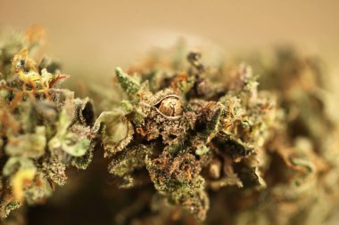 tıbbi esrar esrar cam kavanozda