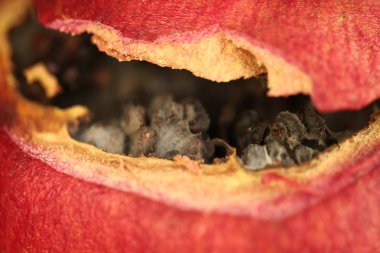 Olgun nar kalıp içinde şımarık.