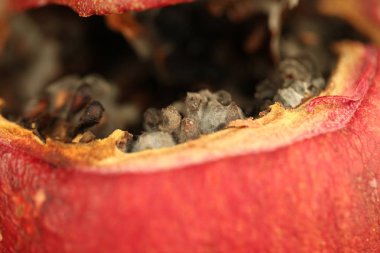 Olgun nar kalıp içinde şımarık.