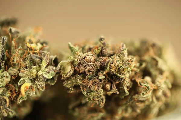 Orvosi Kannabisz Marihuána Egy Üvegedénybe — Stock Fotó