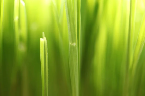 Zielone Pole Trawy Zbliżenie — Zdjęcie stockowe